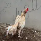 ديك ميوالي