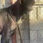 تيس شامي