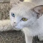 قطة عيون ملونه مختلفة للبيع