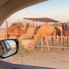 بكره