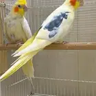 كروان منتج صحه ونظافه ماشاءالله(تم البيع)
