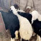 طليان طيبه