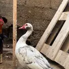 ذكر بط مصري العدال فل ان ردت ذبح ولا مقنوي ماشاءالله