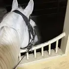 مدربة فروسيه بالرياض