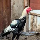 ديك باكستاني ودجاجه