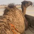 قعود للبيع
