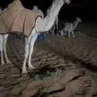 بكره باتليه للبيع