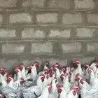 ديوك فيومي المنيوم 140 ديك