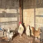 دجاج لوهمان للبيع الموقع (((الغاط )))