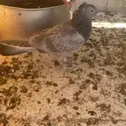 جوز تركي معقد منتج مع فرخهم