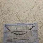 للبيع شبك طيور