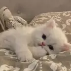 قطط شيرازي