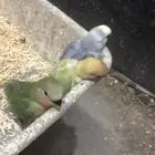 فروخ روز الحد 150 الفرخ