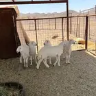 5 رخال صنف شعره وطرف وشكل