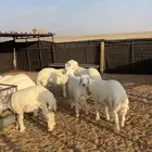 بهم حري مراح