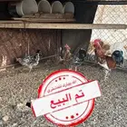 دجاج ماكنتوش اصيل