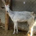 ماعز حليب