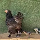 دجاجة براهما اسود مع عياله