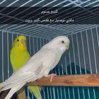 طيور حب للبيع اناسمو 300 مع قفص كبير وبيت