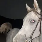 خيل شعبي
