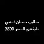 مطلوب حصان شعبي