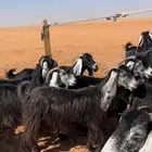 مراح معزا عوارض