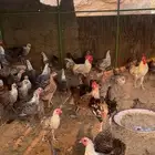 ينبع النخل