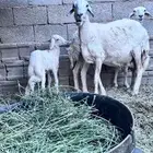 ضان للبيع