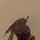 شبوط وحش للبيع