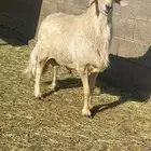 فحل اصفر ع الشرط يضرب