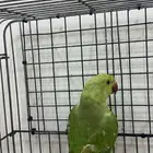 درة هندي اليف يوجد ( تابي وتمارا )