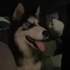 كلب هاسكي للبيع ع السوم