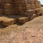 تبن شعير