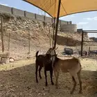 عنقان