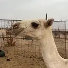 بكره