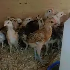 صوص