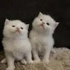 قطط
