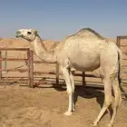 بكره حقه للبيع