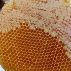 عسل سدر انتاج 24 5 1447