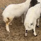 طلي