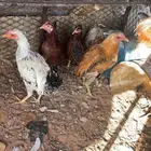 لبيع 5 دجاج وديك