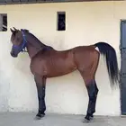 فحل واهو منوة القاني