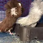 حمام جاكوبين