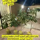 شتلات لوز بجري بجلي جده