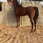 حصان للبيع
