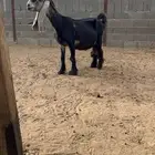 عنز عارضية متبع