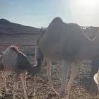 نياق خلفات مصاغير طياب شرط