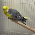 طيور هولنديه