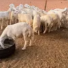 طليان حريات عدد 18