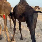 قعدا ن العدد اربعه